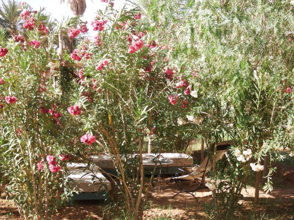 Dar Paru Bed and Breakfast M'Hamid Buitenkant foto