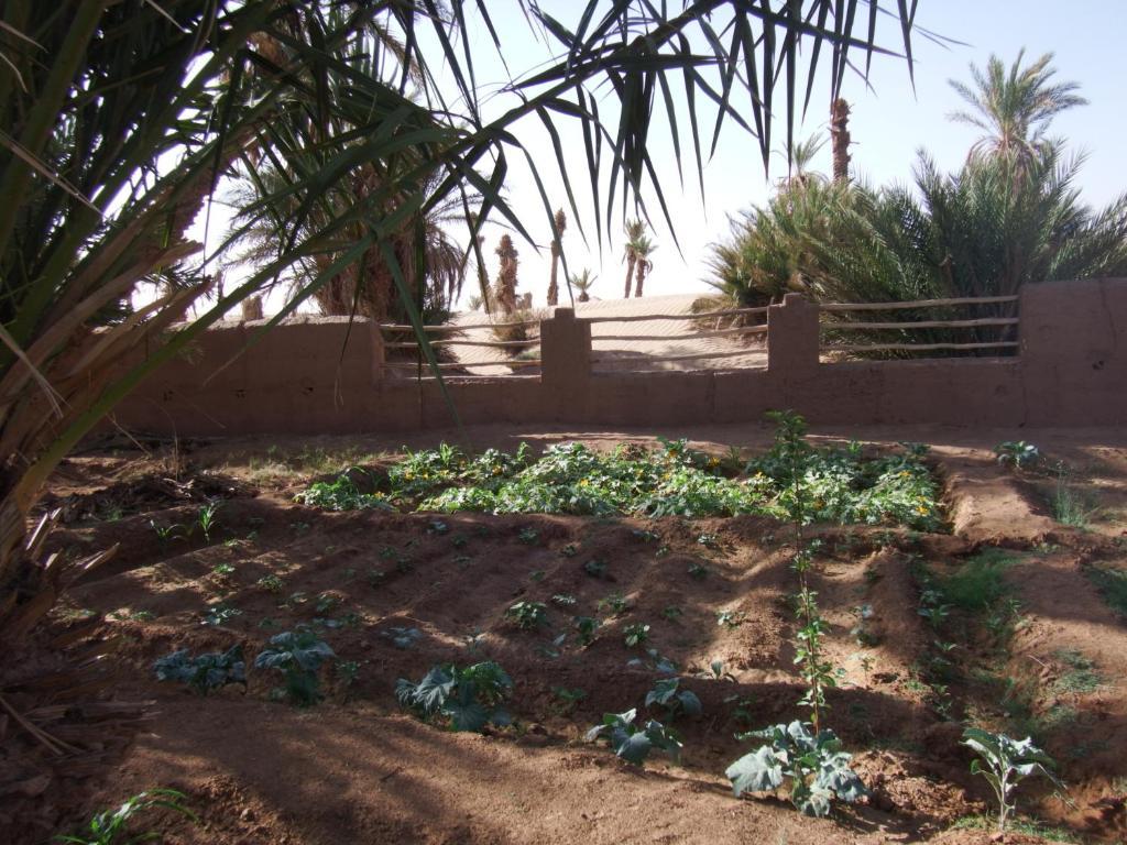 Dar Paru Bed and Breakfast M'Hamid Buitenkant foto